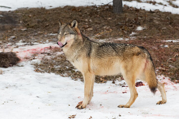 Fototapeta premium Grey Wolf (Canis lupus) Licks Nose Eyes Closed Deer Carcass in Background Winter