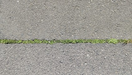 溝に沿って短い雑草が生えているアスファルトの路面