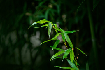 Bamboo branch in bamboo forest, Beautiful natural bamboo background, selective focus