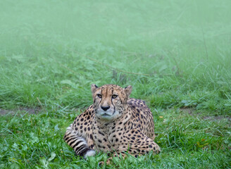 Northeast African cheetah (Acinonyx jubatus soemmeringii) lying in thick grass.Cheetah in the green