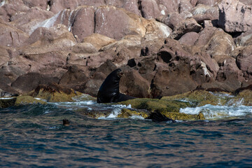 California sea lions (Zalophus californiacus) on Sea of Cortez of Isla 