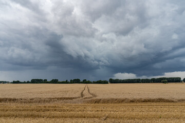 Thunderstorm above a field of wheat, Am Salzhaff, Germany
