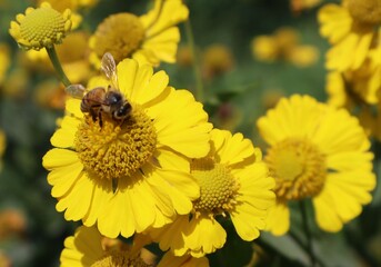 bee on flower