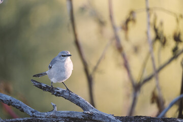 Mockingbird on branch in nature, bird wildlife with blurred background