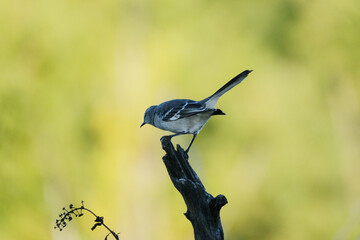 Mockingbird with blurred background shows Texas wildlife in nature.