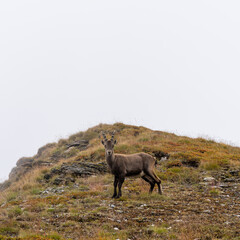 Chamois near Col Agnel, Italy