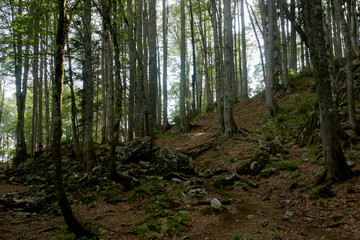 Hiking trail through the forest. Travel destinations, eco tourism, environmental conservation. Caucasian State Natural Biosphere Reserve named after Kh.G. Shaposhnikov. Lago-Naki plateau. Russia.