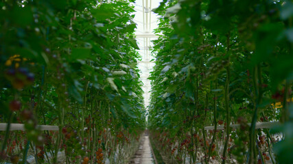 Plantation with tomatoes plants growing on farmland producing vegetarian food