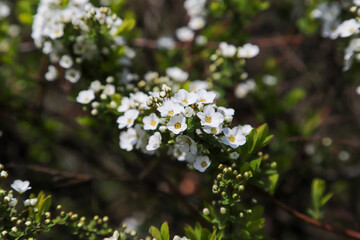 ユキヤナギの花