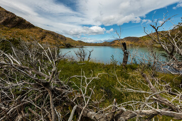 Branches of dead trees on the grass,Torres del Paine National Park, Chile