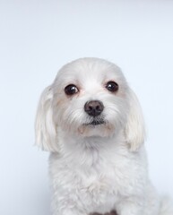 Maltese lapdone on a white background