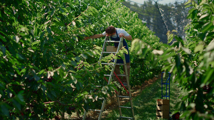 Naklejka na ściany i meble Farm worker picking berry from trees in sunny farmland plantation concept