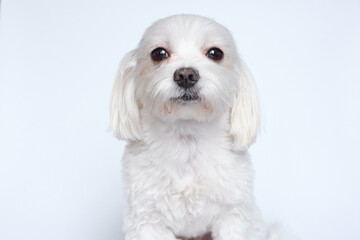 Maltese lapdone on a white background