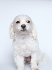 Maltese lapdone on a white background