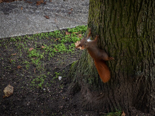 Red squirrel