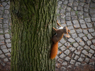 Red squirrel