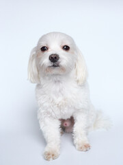 Maltese lapdone on a white background