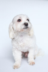 Maltese lapdone on a white background
