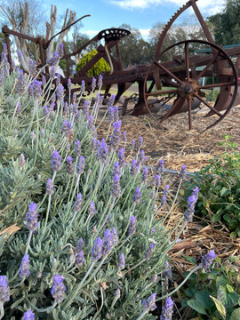 Beautiful purple lavender flowers in morning light with rusted machine in background