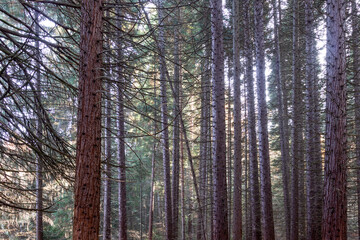 Fototapeta premium Old Sequoia forest near village of Bogoslov, Bulgaria