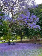 Obraz premium Beautiful Jacandra trees of varying sizes, located in Brisbane, Queensland, Australia in early October 2021