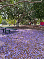 Beautiful Jacandra trees of varying sizes, located in Brisbane, Queensland, Australia in early...