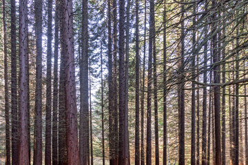 Old Sequoia forest near village of Bogoslov, Bulgaria