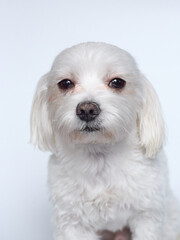 Maltese lapdone on a white background