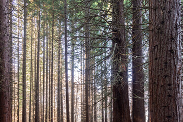 Old Sequoia forest near village of Bogoslov, Bulgaria