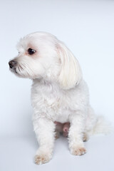 Maltese lapdone on a white background