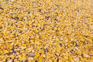 Texture of fallen golden yellow foliage in a public park on an autumn day.