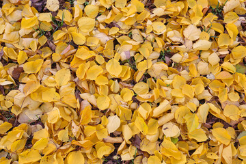 Texture of fallen golden yellow foliage in a public park on an autumn day.