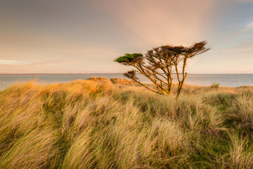 Sunrise The Coast The Burrow