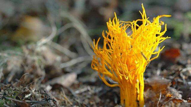 Closer look of the Cordyceps militaris fungus on the ground in the forest in Estonia