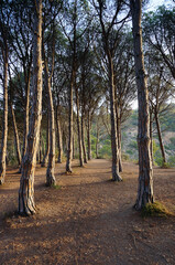 morning in a pine forest by the sea in tossa de mar in Spain