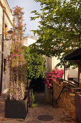 a street in Spain with flowers and trees in the morning in Spain in summer