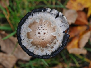 Pilz von oben im Gras