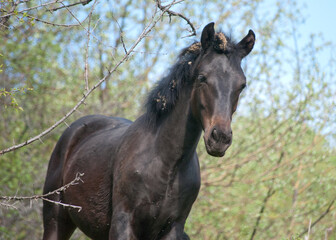 horse in the garden