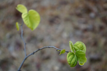 겨울공원에는 작은나무잎이 있습니다.
