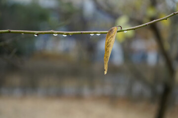겨울공원에는 작은나무잎이 있습니다.
