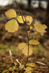 겨울공원에는 작은나무잎이 있습니다.
