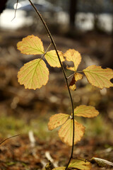 겨울공원에는 작은나무잎이 있습니다.
