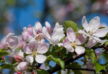 Fototapeta na wymiar wild apple tree blooming in alatau mountains near almaty, kazakhstan
