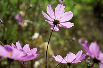 Fototapeta premium 공원에는 가을풍경인 낙엽과 꽃들이 아름답습니다.