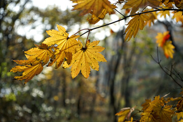 가을풍경인 낙엽 단풍이 아름답게 햇살에 반짝입니다.