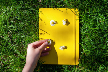 Flat lay with a yellow book for copy space and with hand placing single daisy flowers on top.