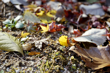 가을풍경인 낙엽 단풍이 아름답게 햇살에 반짝입니다.