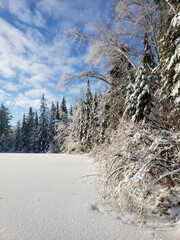 snow covered trees