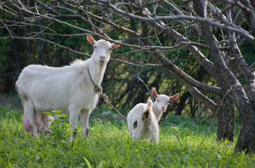 Obraz na płótnie Canvas adorable goats on a spring lawn in foothills of almaty kazakhstan