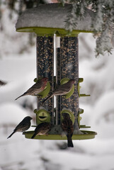 feeder in winter